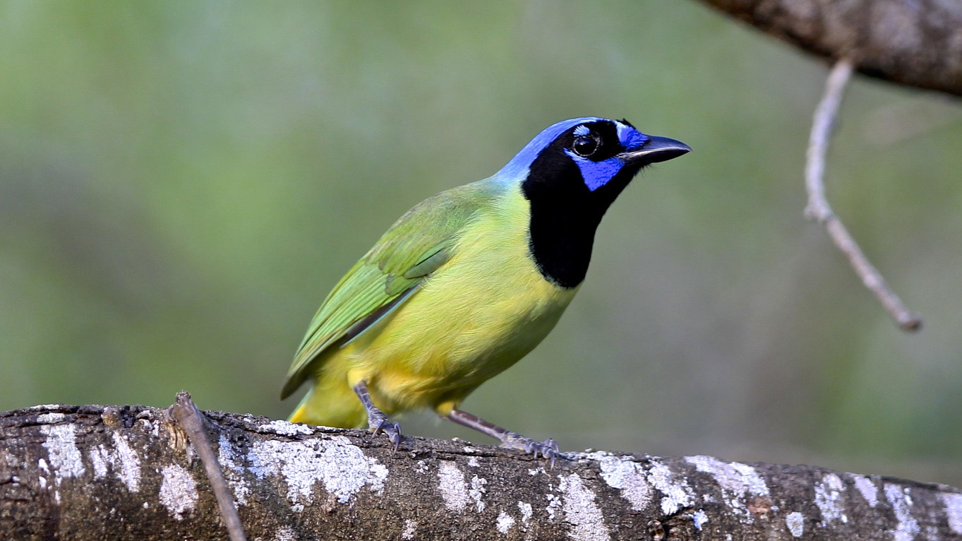 Canon EF 300mm F2.8L IS USM sample photo. Green-jay photography