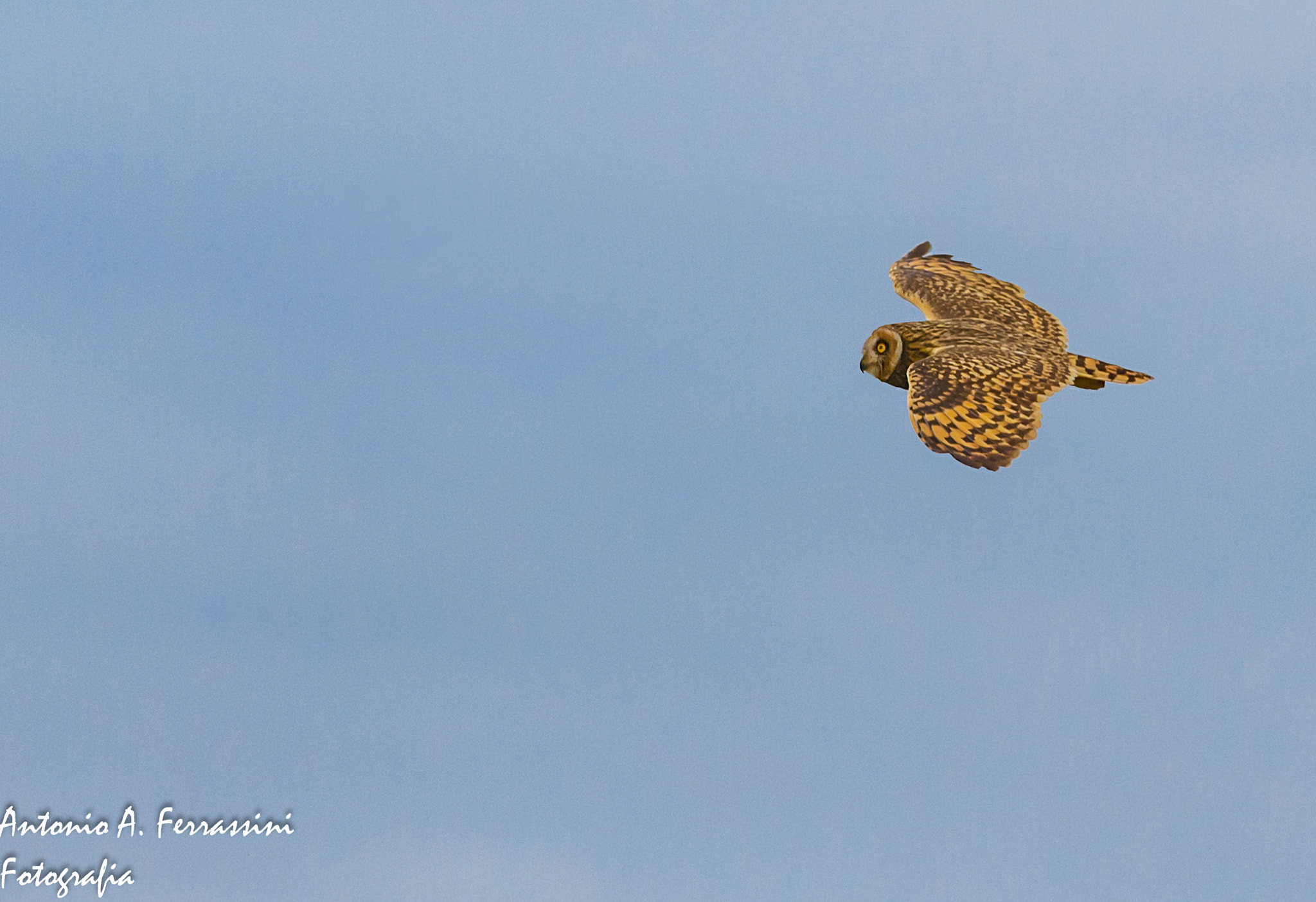 Nikon D610 + Nikon AF-S Nikkor 300mm F4D ED-IF sample photo. Mocho dos banhados photography