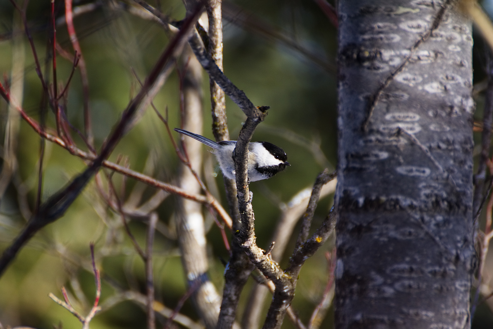 70.0 - 300.0 mm sample photo. Chickadee in the trees photography
