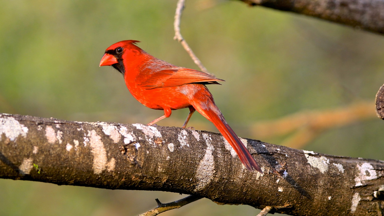 Canon EOS-1D Mark IV + Canon EF 300mm F2.8L IS USM sample photo. Northern cardinal photography