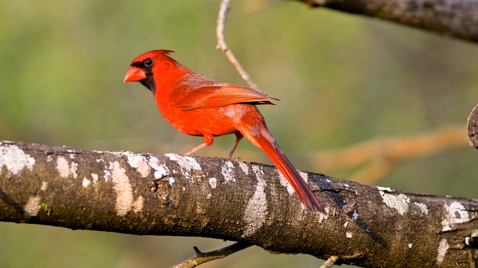Canon EF 300mm F2.8L IS USM sample photo. Northern cardinal photography