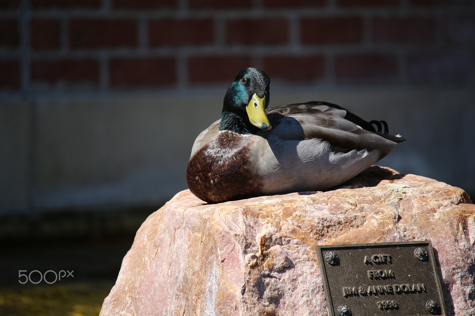 Canon EOS 100D (EOS Rebel SL1 / EOS Kiss X7) + Canon EF-S 55-250mm F4-5.6 IS STM sample photo. Mallard on a rock photography