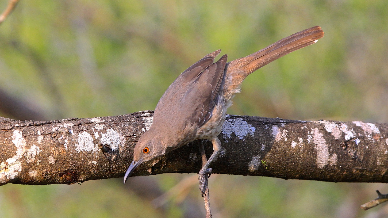 Canon EF 300mm F2.8L IS USM sample photo. Long-billed thrasher photography