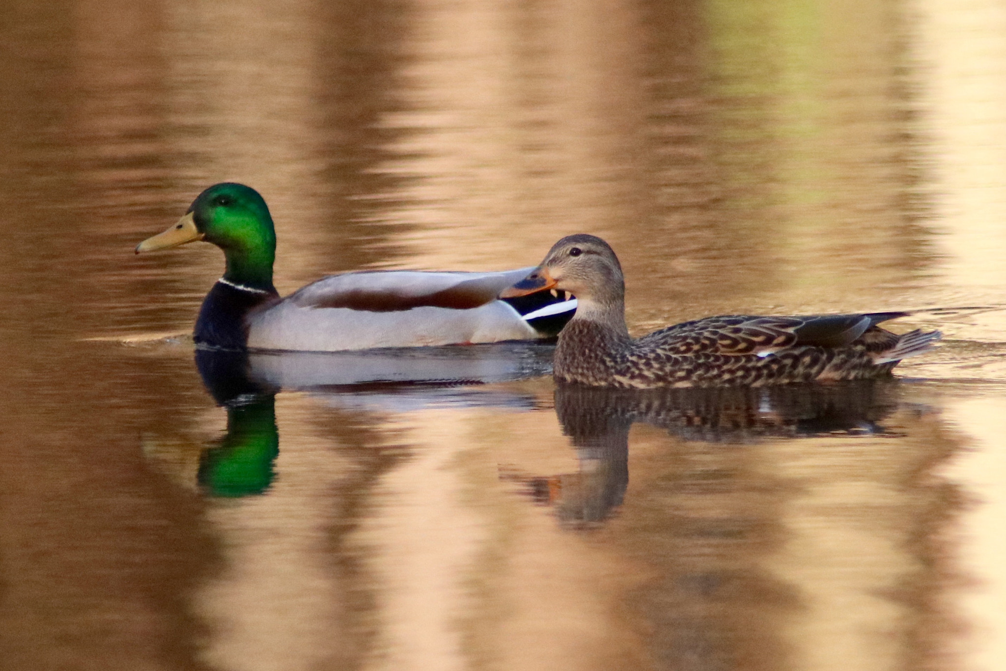Canon EOS 760D (EOS Rebel T6s / EOS 8000D) sample photo. On golden pond photography
