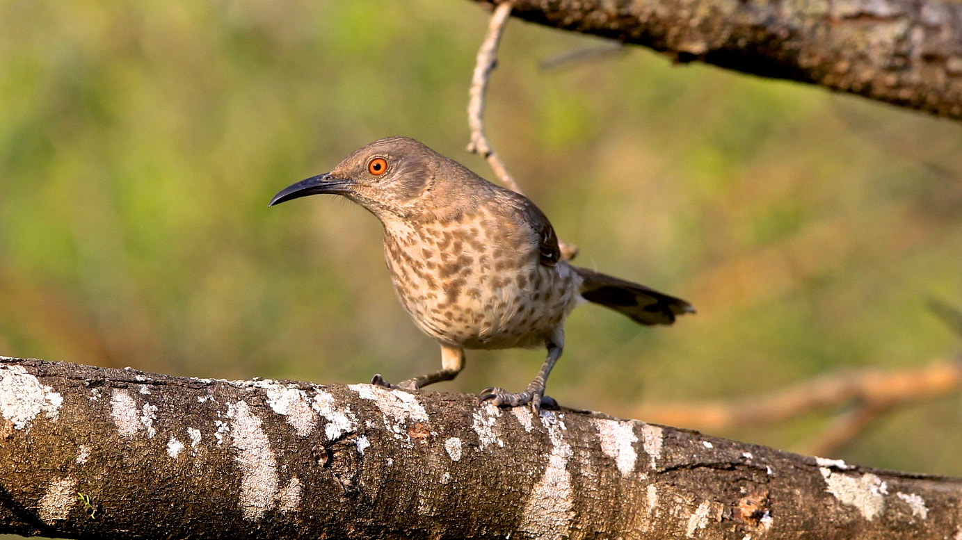 Canon EF 300mm F2.8L IS USM sample photo. Long-billed thrasher ii photography