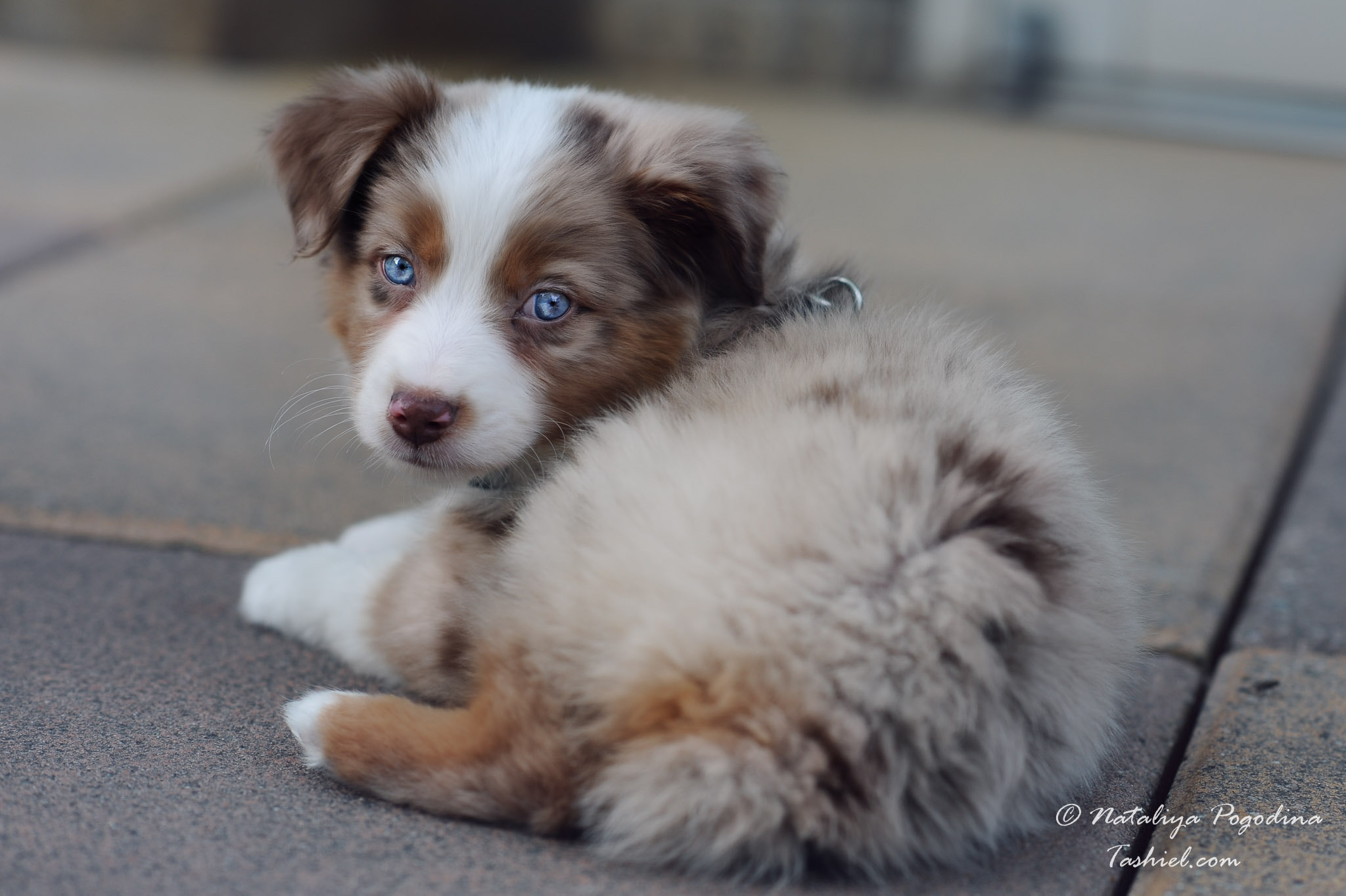 Nikon AF-S Nikkor 85mm F1.4G sample photo. Merlin photography