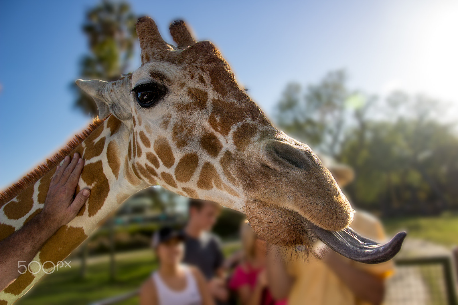 Canon EOS 600D (Rebel EOS T3i / EOS Kiss X5) sample photo. Giraffe up close with 18 inch tongue photography
