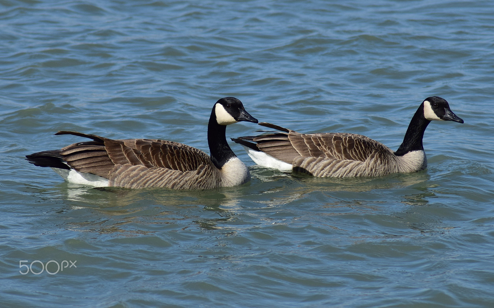 Nikon D3300 + Tamron AF 70-300mm F4-5.6 Di LD Macro sample photo. Canada geese photography