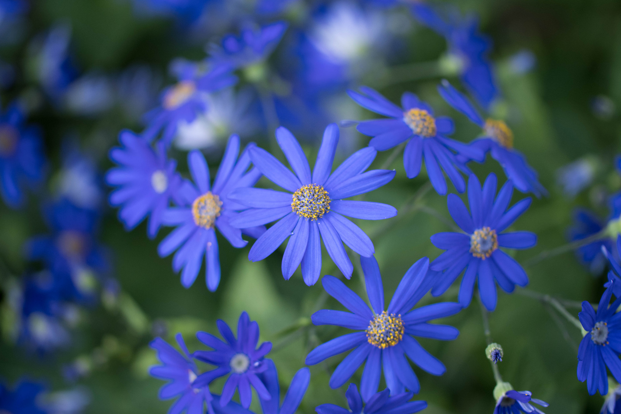 Nikon D500 sample photo. Blue photography