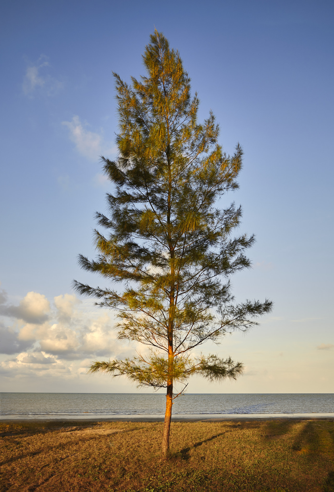 Canon EF 17-40mm F4L USM sample photo. The tree photography