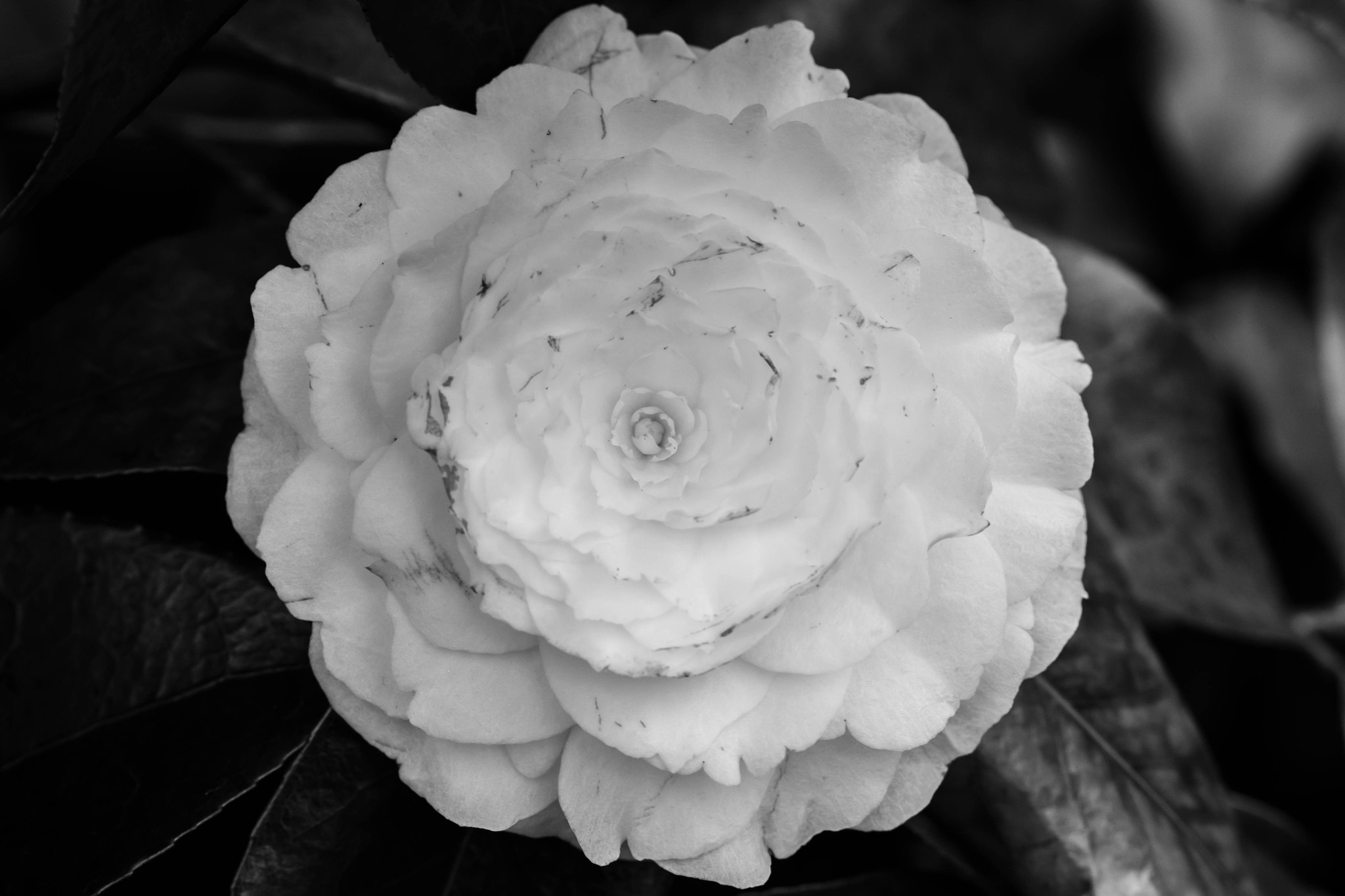 Nikon D500 sample photo. B&w photography
