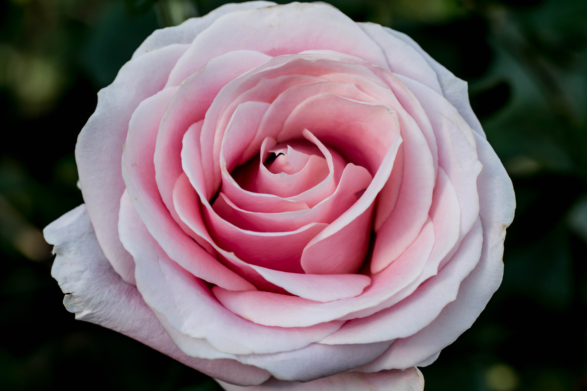 Nikon D500 sample photo. Rose photography