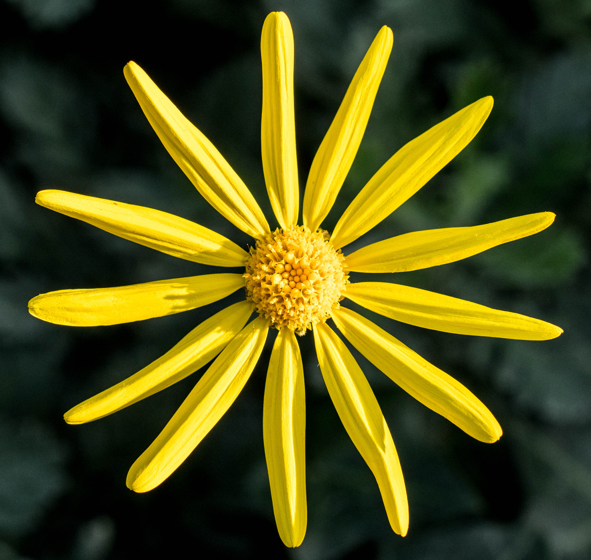 Nikon D500 sample photo. Yellow photography