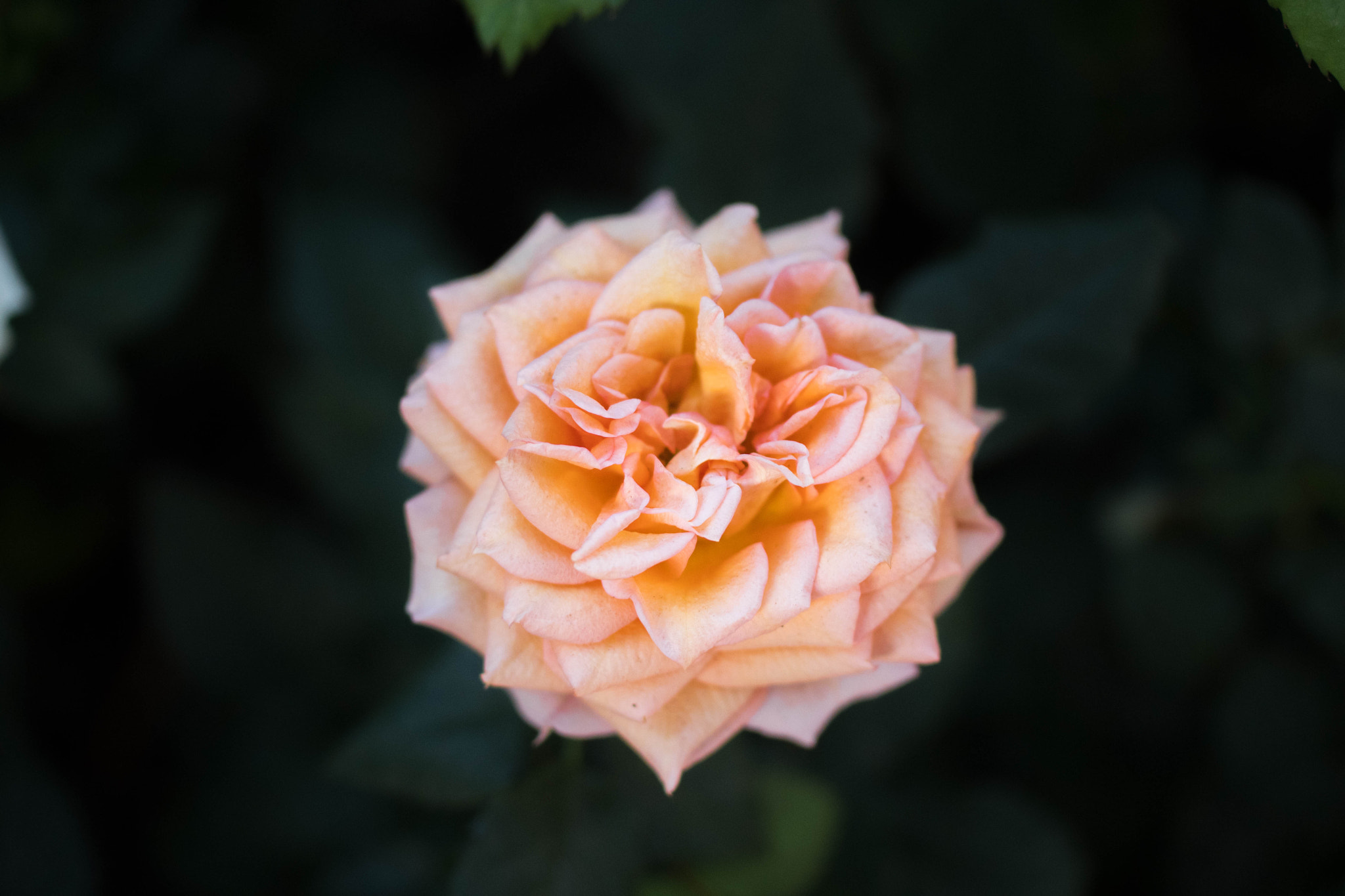 Nikon D500 sample photo. Rose photography