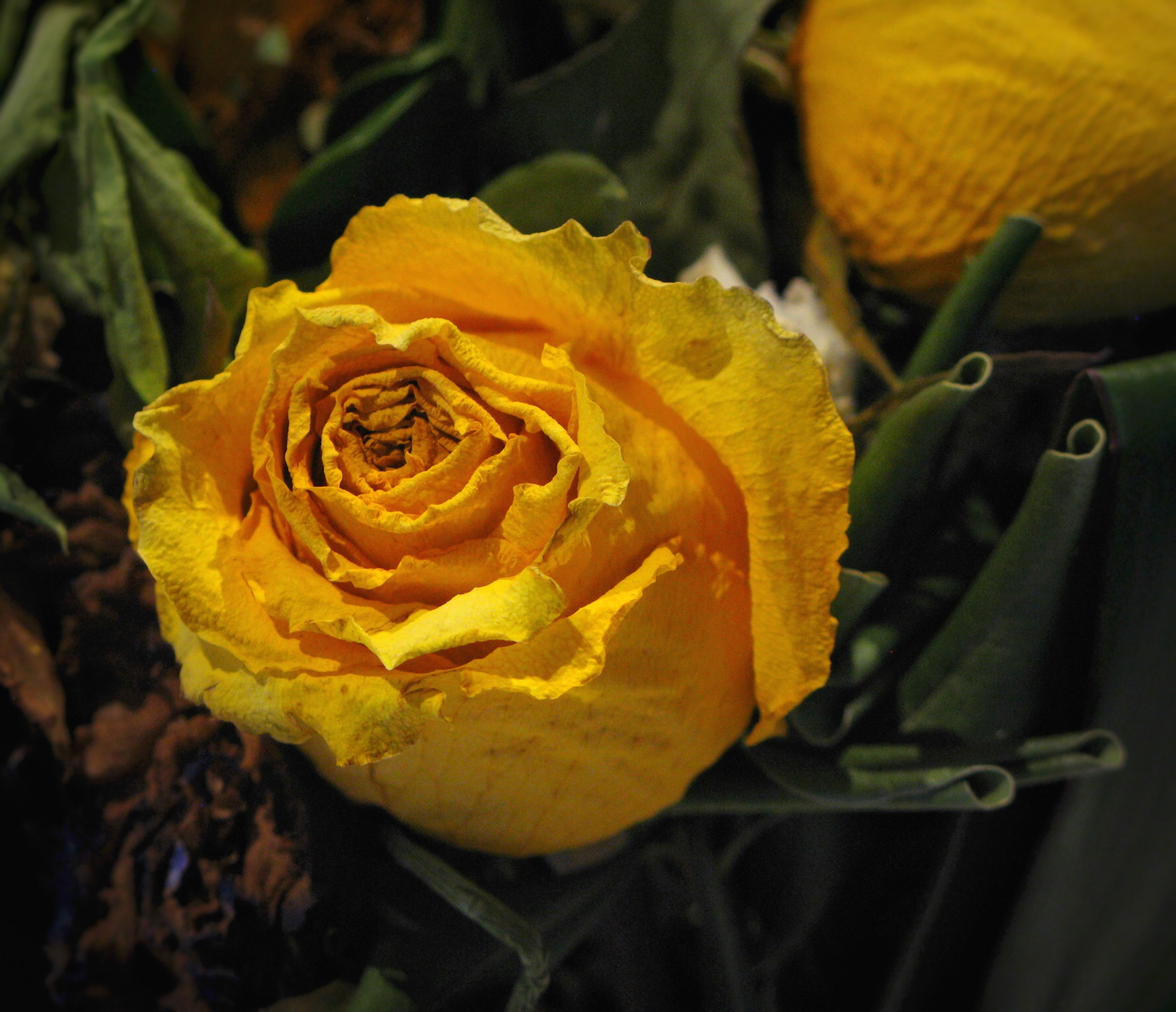 Canon POWERSHOT G7 sample photo