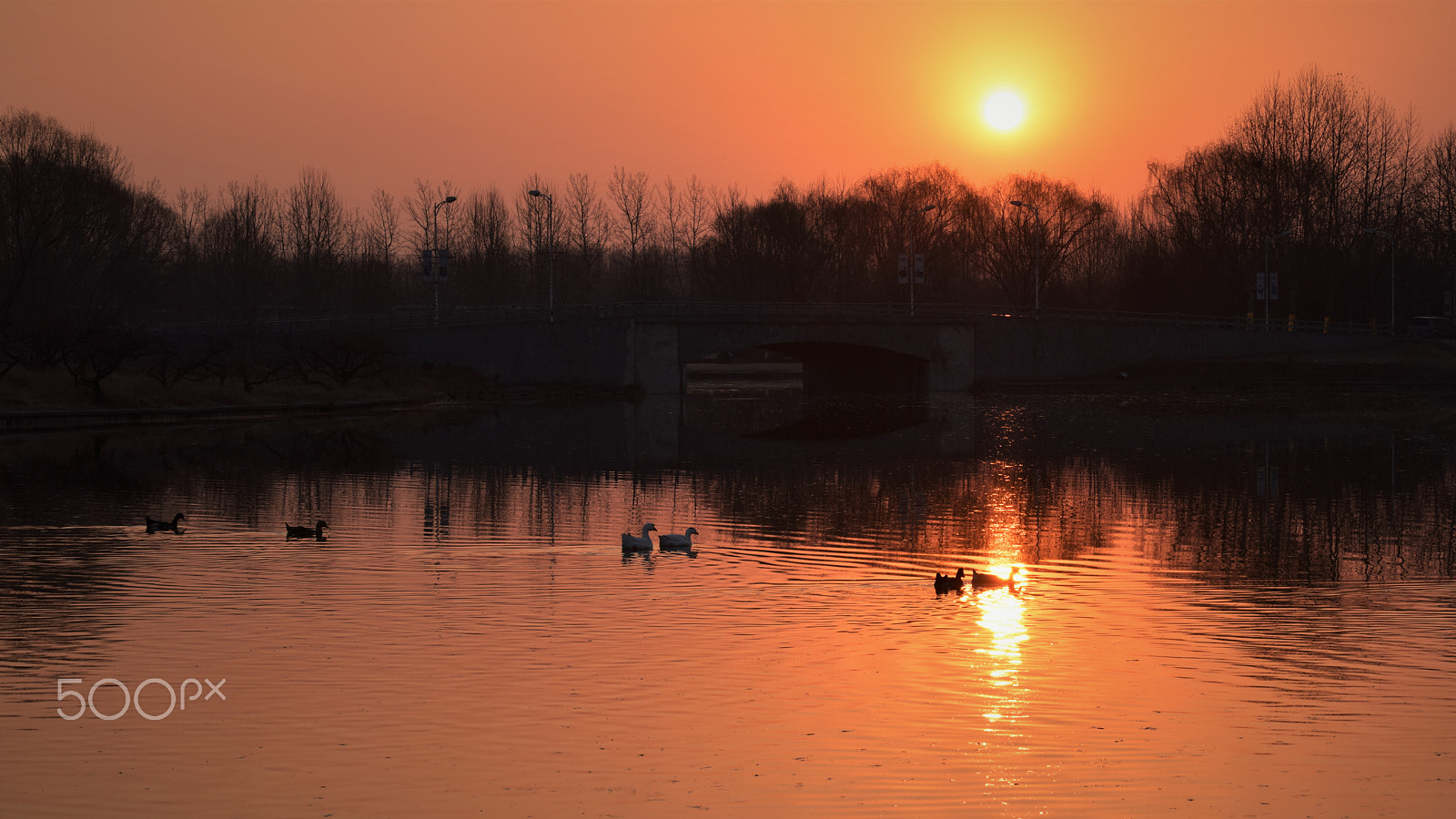 Nikon AF-S Nikkor 70-200mm F4G ED VR sample photo. Ducks in the morning photography