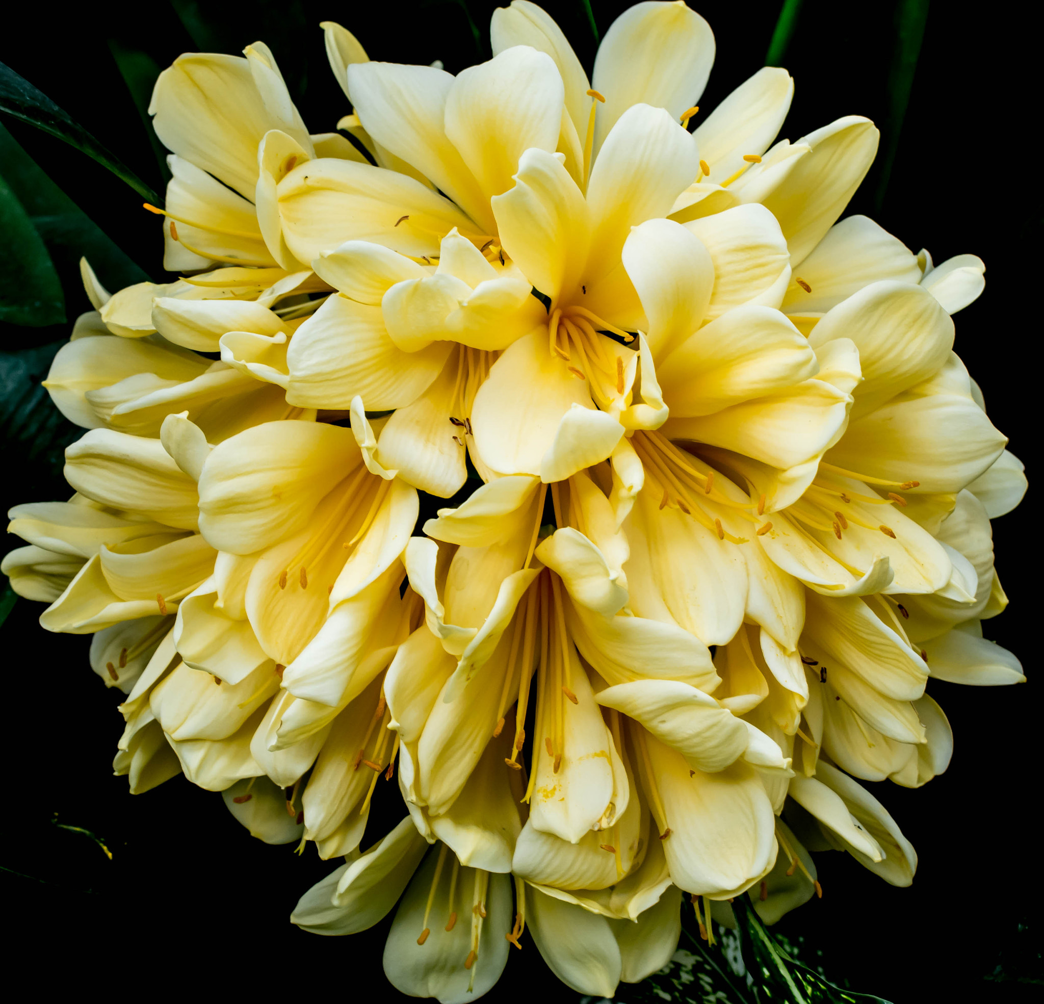 Nikon D500 sample photo. Yellow photography