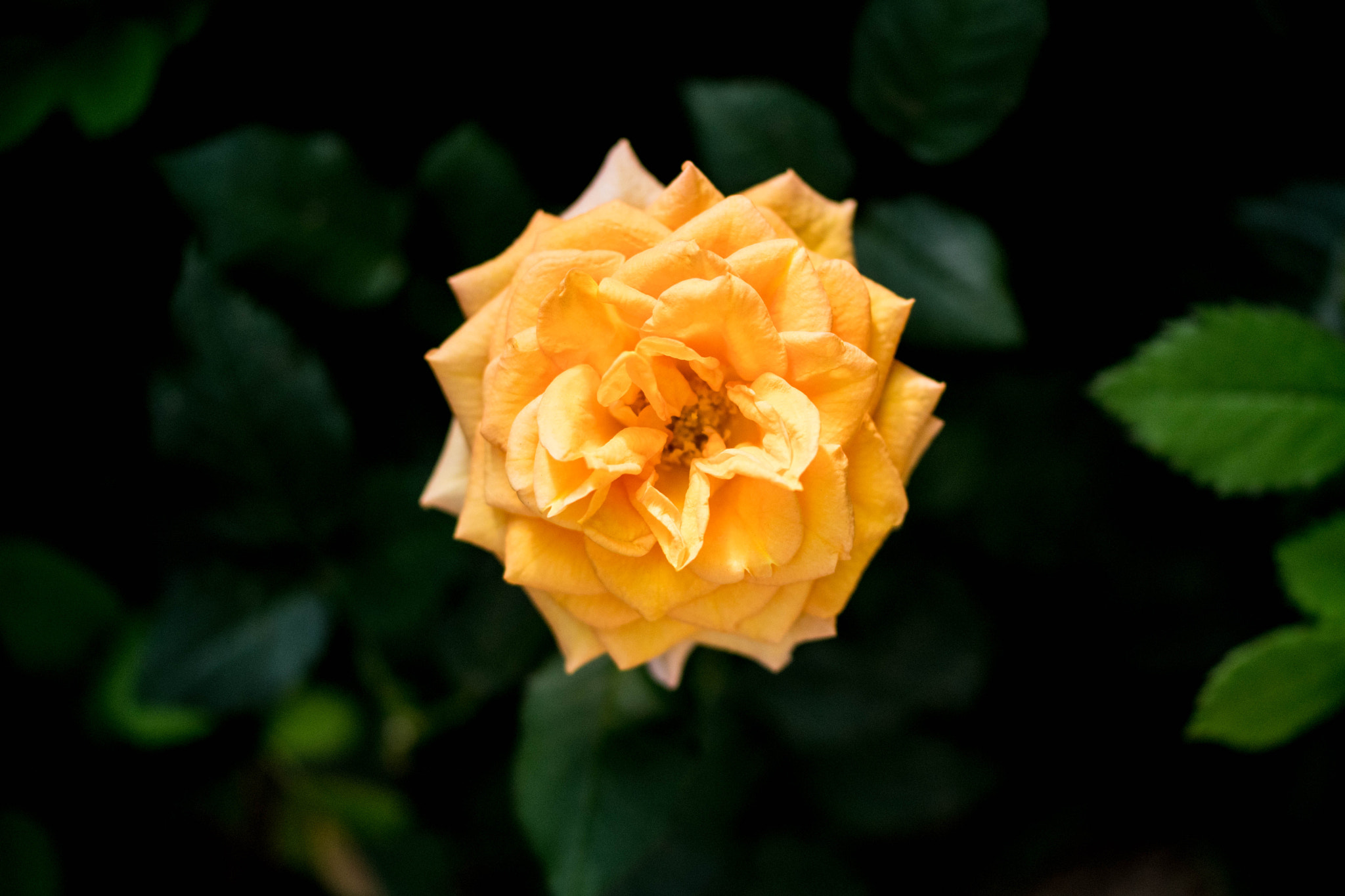 Nikon D500 sample photo. Rose photography