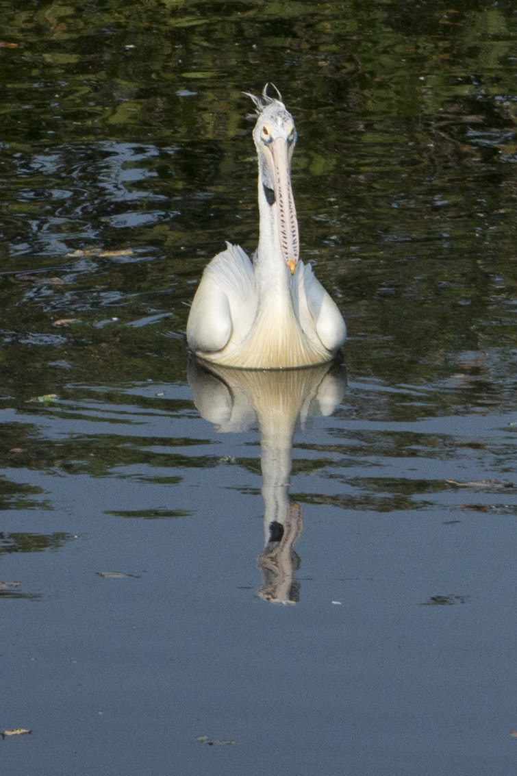 Nikon AF-S Nikkor 70-200mm F4G ED VR sample photo. Dsc photography