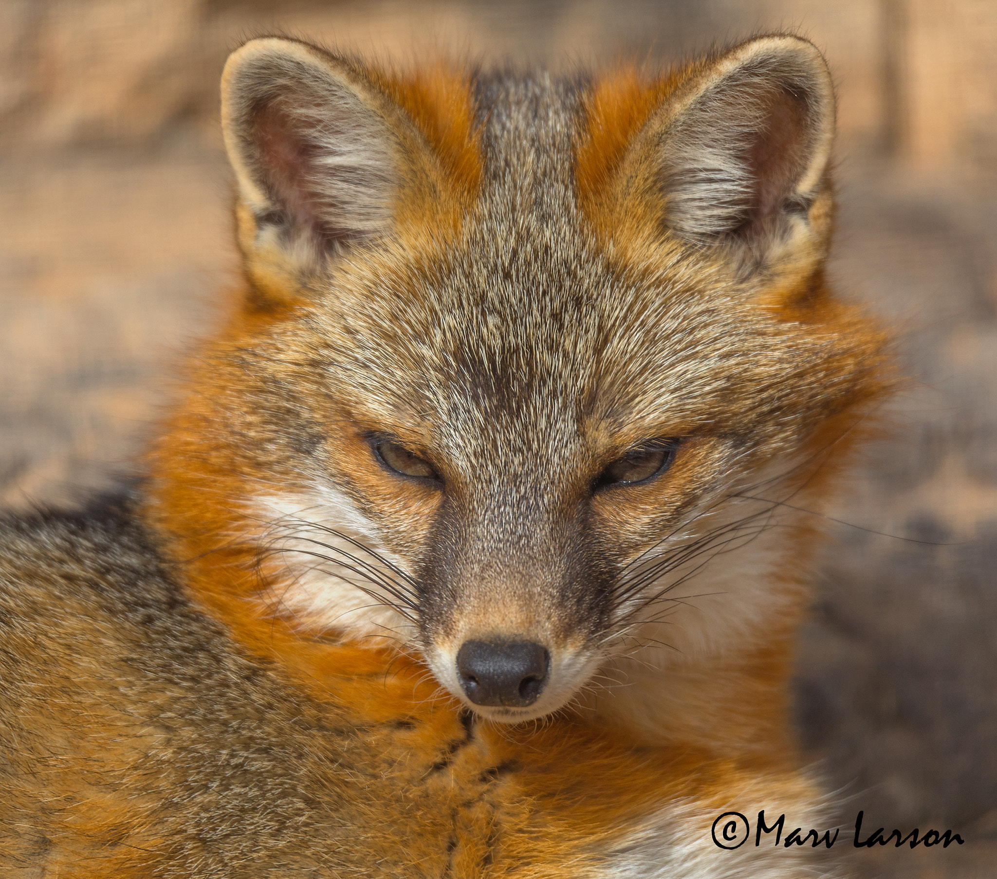 Tamron SP 150-600mm F5-6.3 Di VC USD sample photo. Grey fox photography