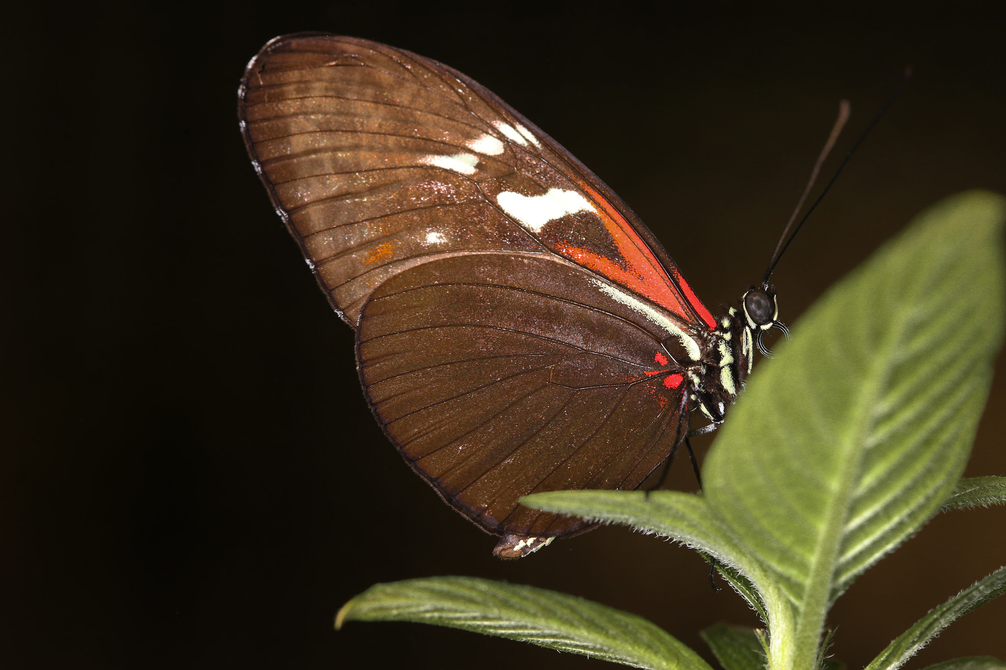 Canon EF 100mm F2.8L Macro IS USM sample photo. Postman butterfly photography