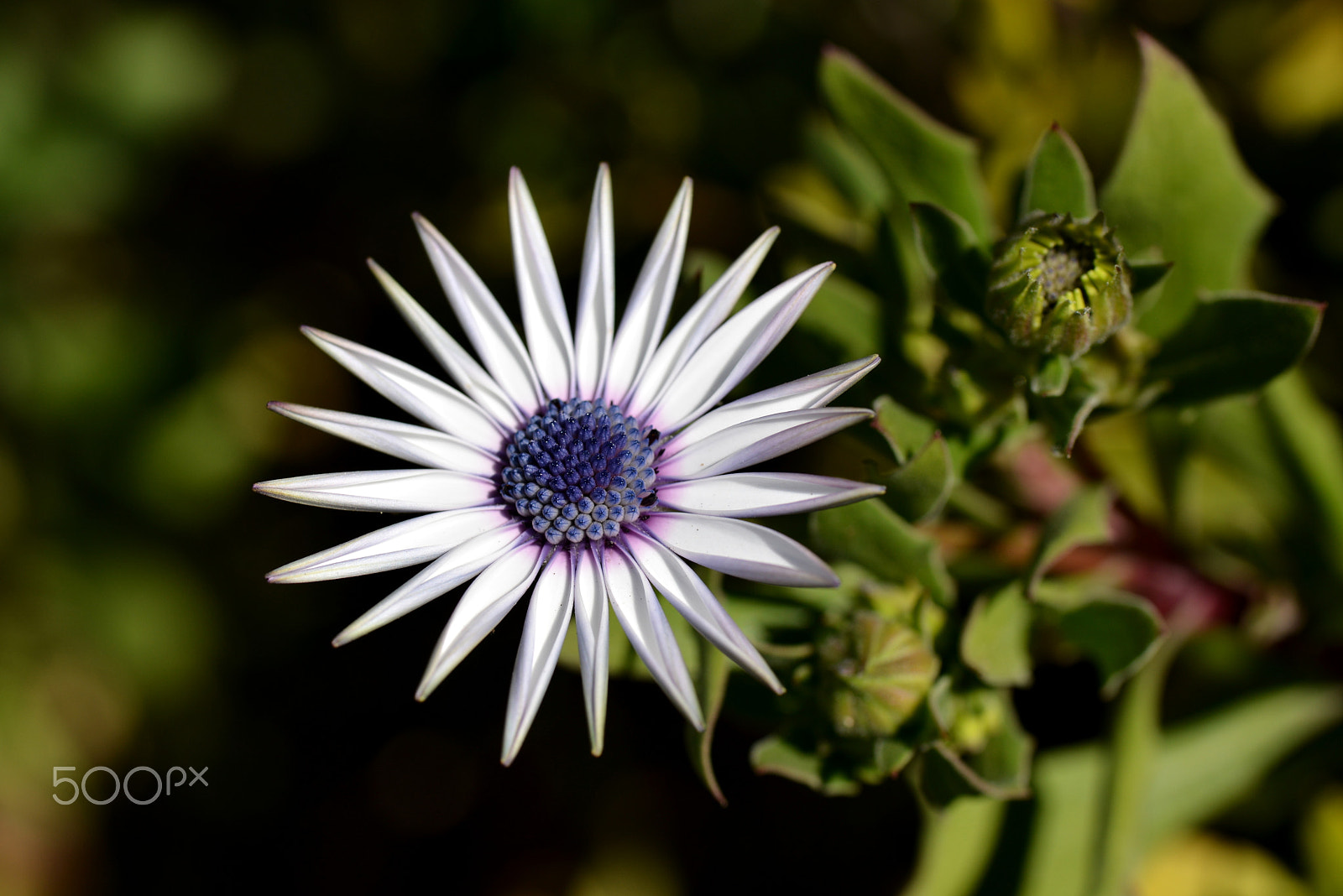 Nikon D600 sample photo. Mind & body are fine. photography