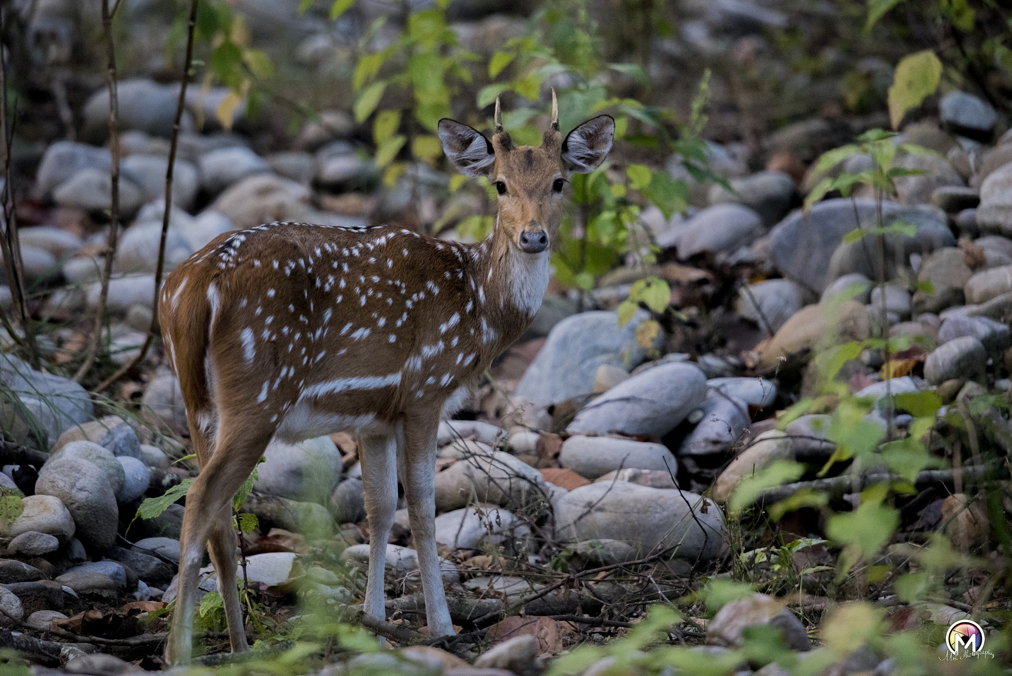 Nikon D750 sample photo. Spotted deer photography