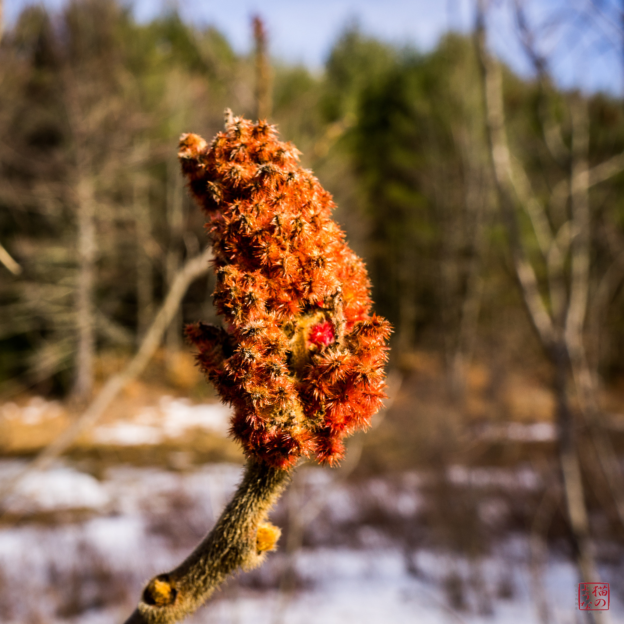 Sony a7 sample photo. A bit of sumac photography