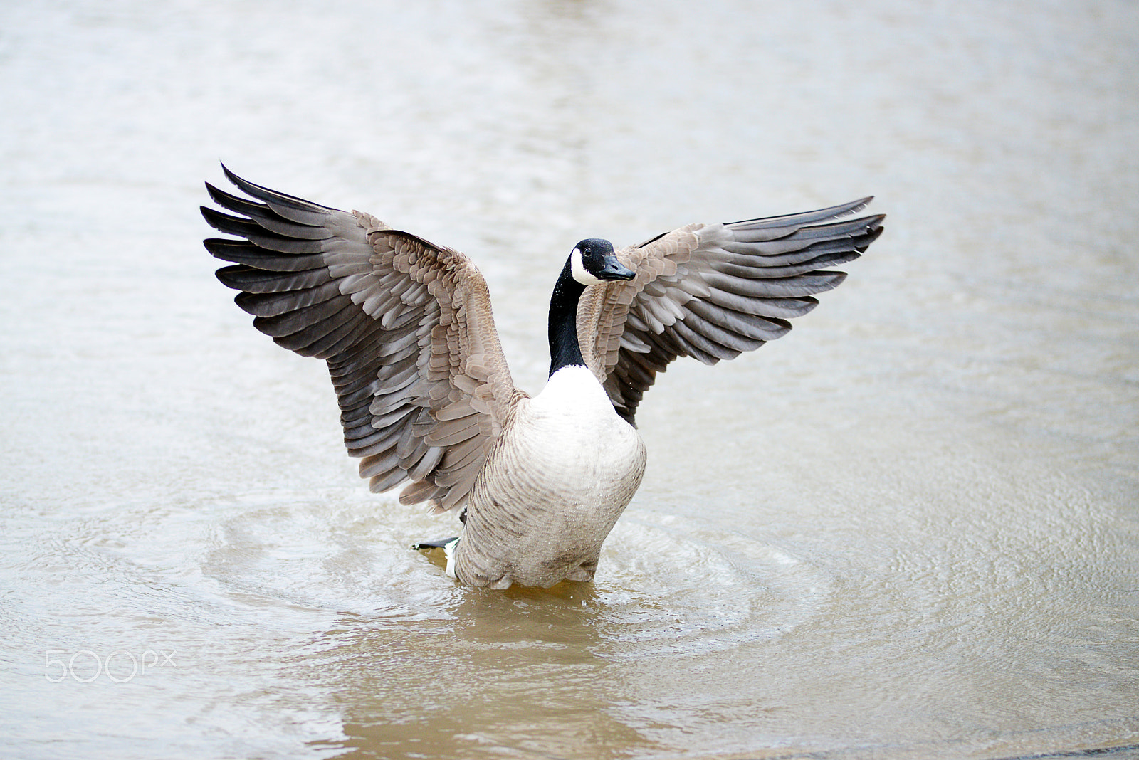 Nikon AF Nikkor 180mm F2.8D ED-IF sample photo. Wings photography