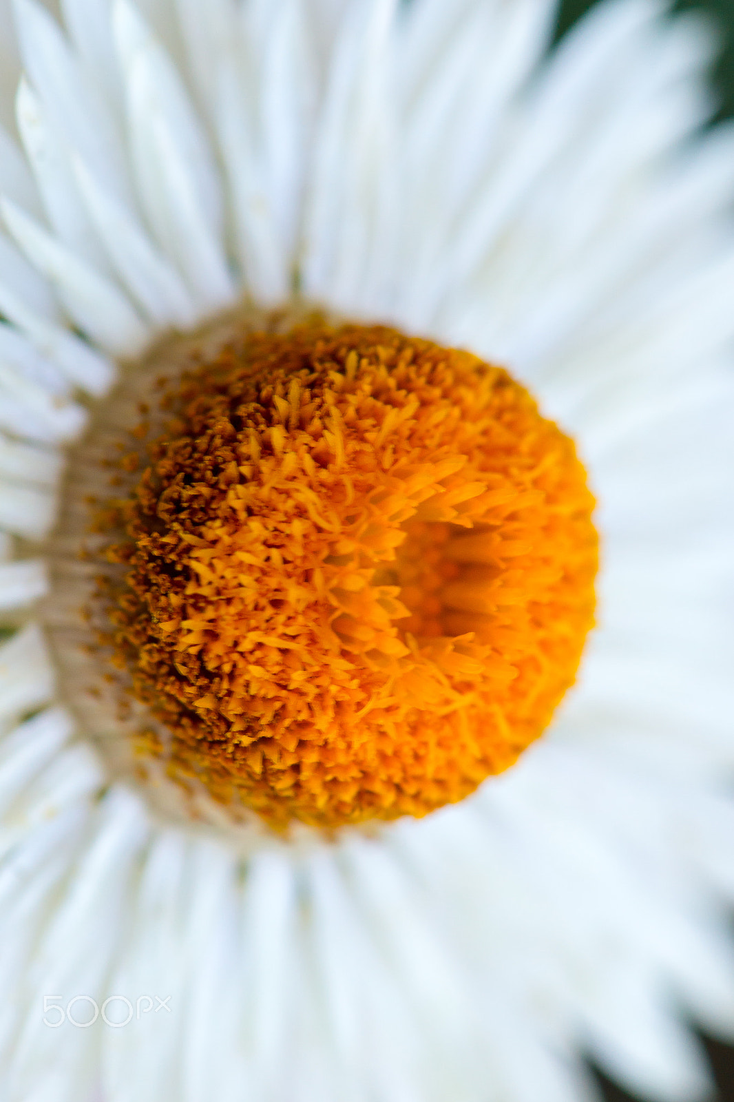 Nikon AF-S DX Micro-Nikkor 85mm F3.5G ED VR sample photo. Macro photography