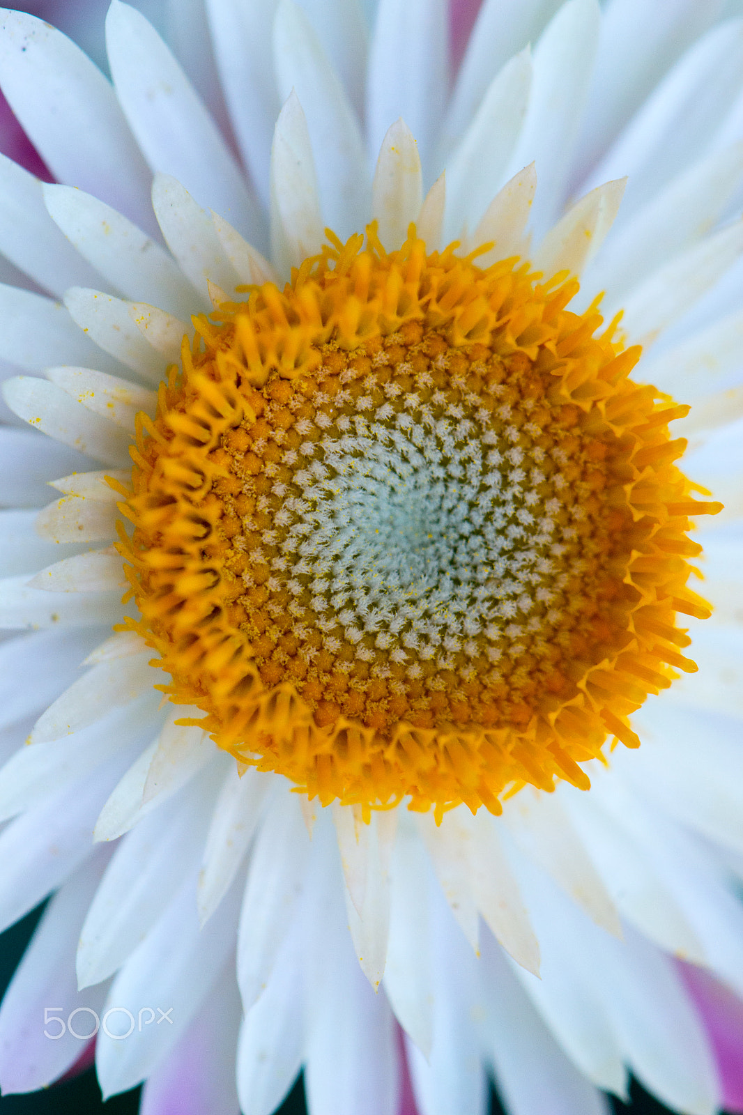 Nikon AF-S DX Micro-Nikkor 85mm F3.5G ED VR sample photo. Fibonacci photography