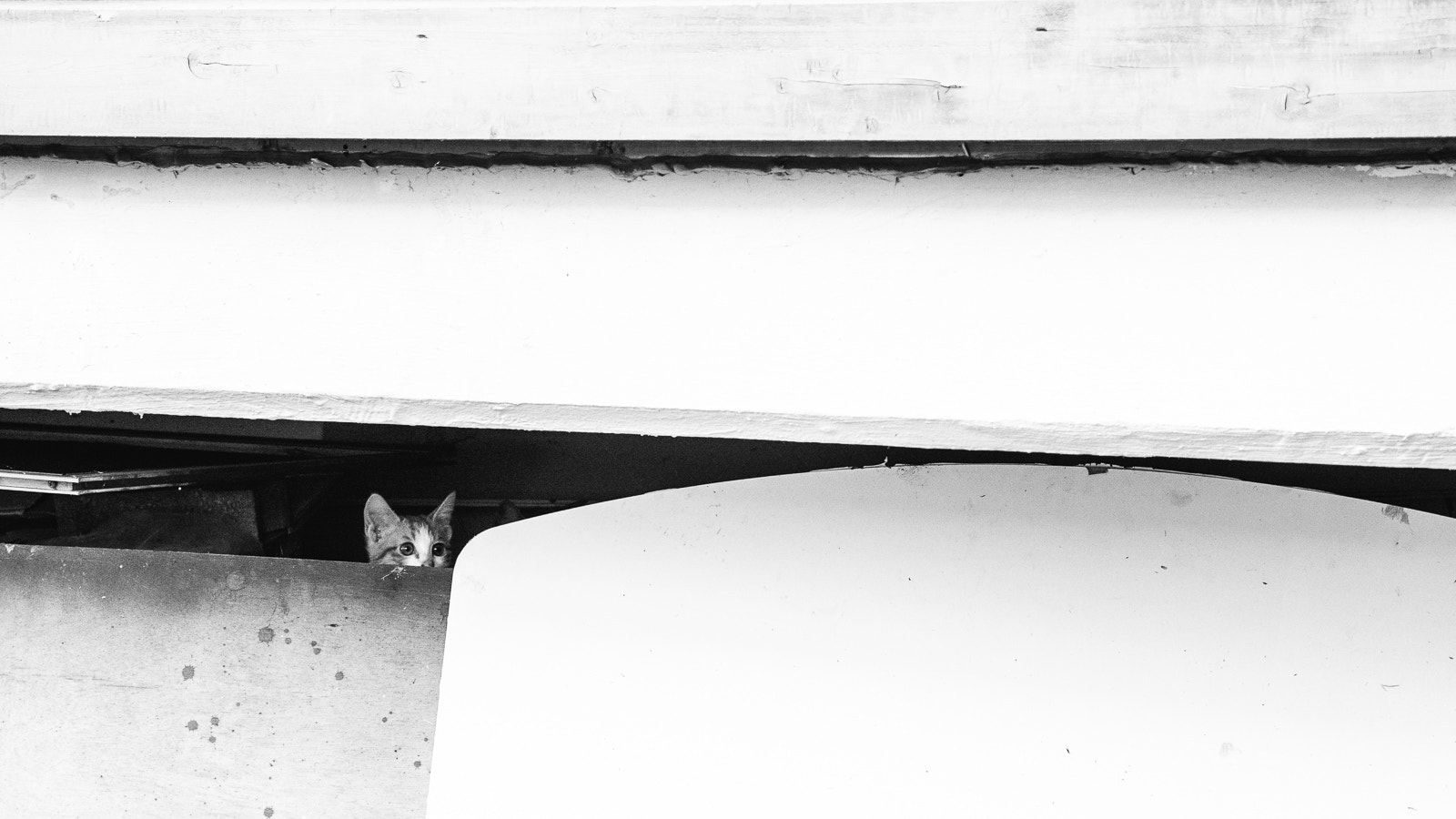Panasonic Lumix G X Vario 12-35mm F2.8 ASPH Power OIS sample photo. Cat in hiding, korea photography