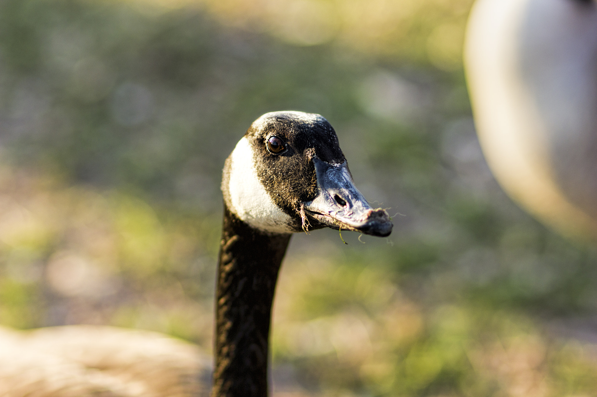 Canon EF 85mm F1.8 USM sample photo. Eating grass photography