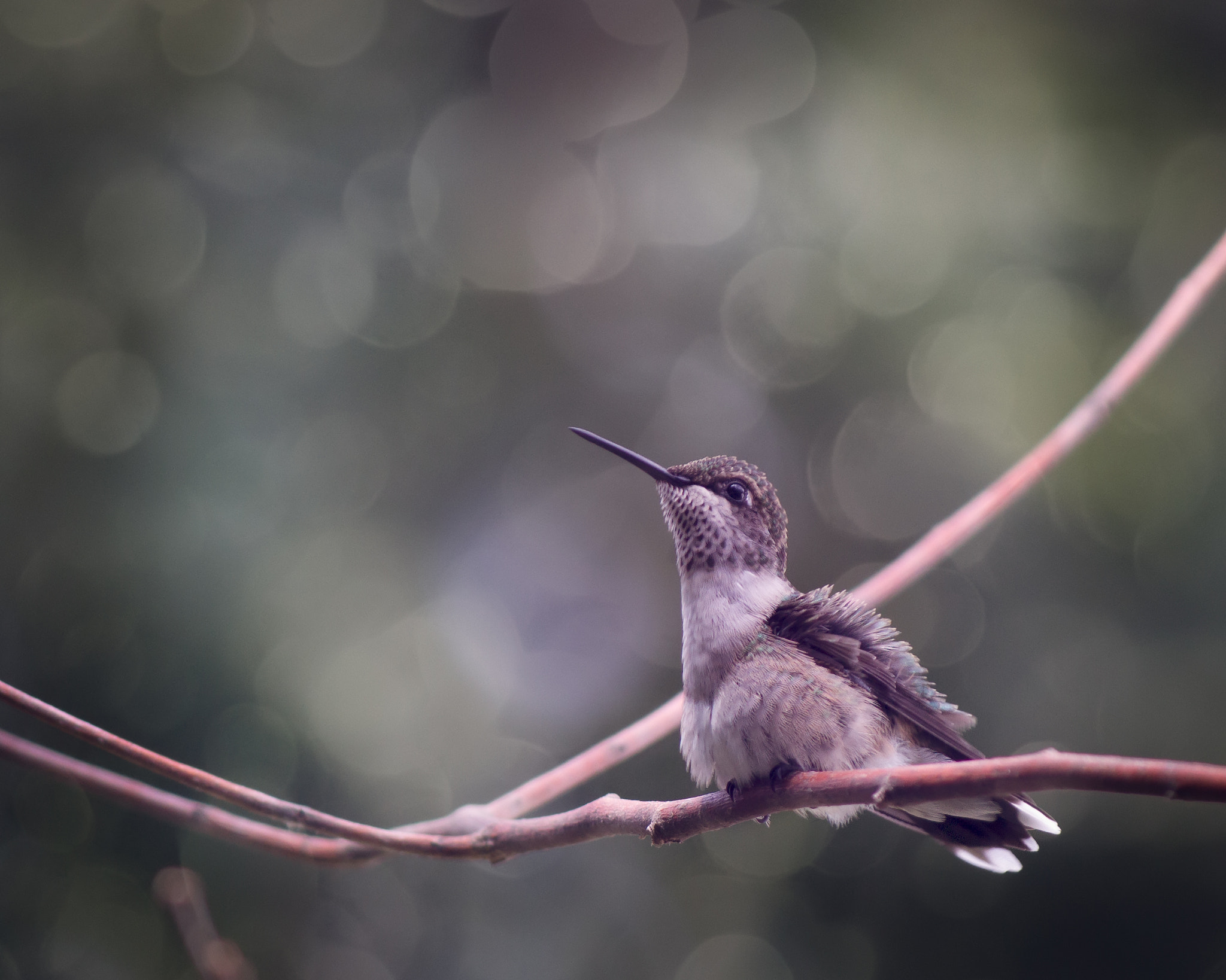 Canon EOS 60D sample photo. Female hummingbird photography