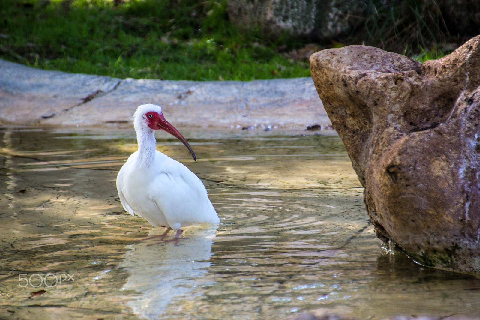 Canon EOS 600D (Rebel EOS T3i / EOS Kiss X5) sample photo. White ibis photography