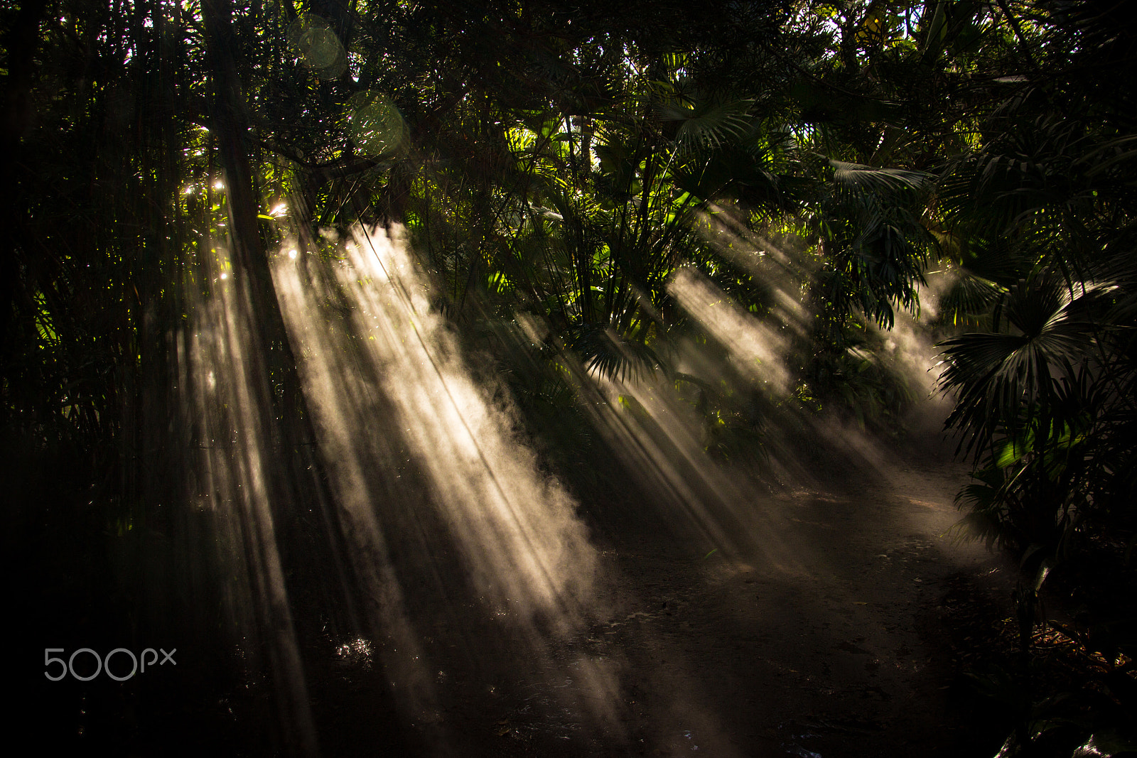 Canon EOS 600D (Rebel EOS T3i / EOS Kiss X5) sample photo. Sun streaming through the mist photography