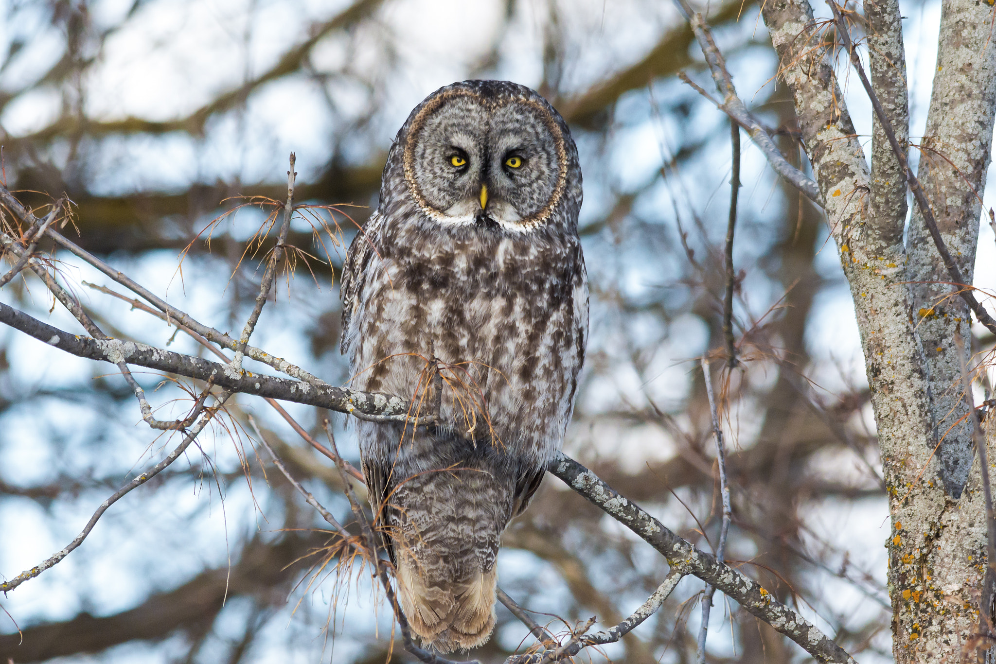 Nikon D7200 + Sigma 150-500mm F5-6.3 DG OS HSM sample photo. Great grey owl photography