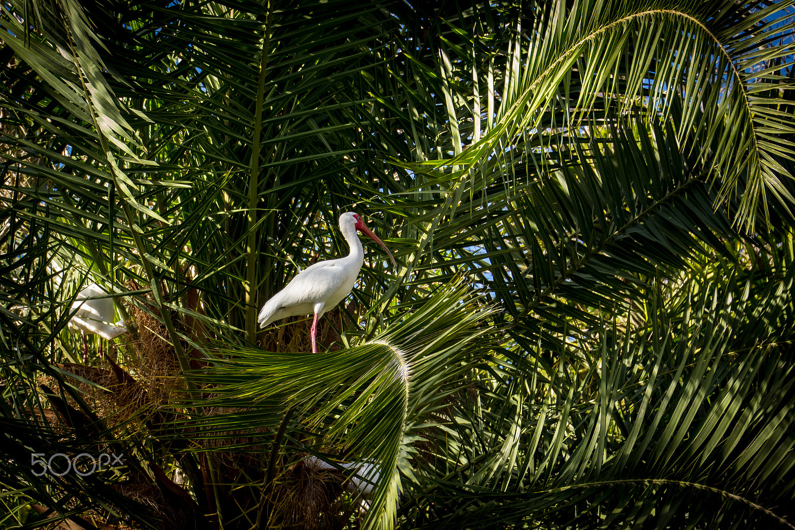 Canon EOS 600D (Rebel EOS T3i / EOS Kiss X5) + Tamron 18-270mm F3.5-6.3 Di II VC PZD sample photo. White ibis on palm tree photography