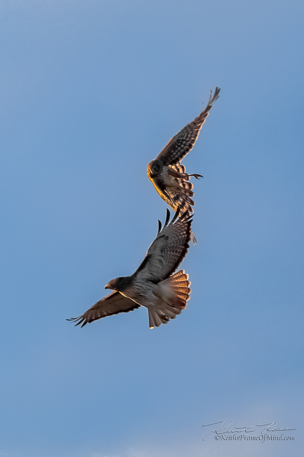 Canon EOS-1D X Mark II + Canon EF 600mm F4L IS II USM sample photo. Red-tailed hawk vs northern harrier photography