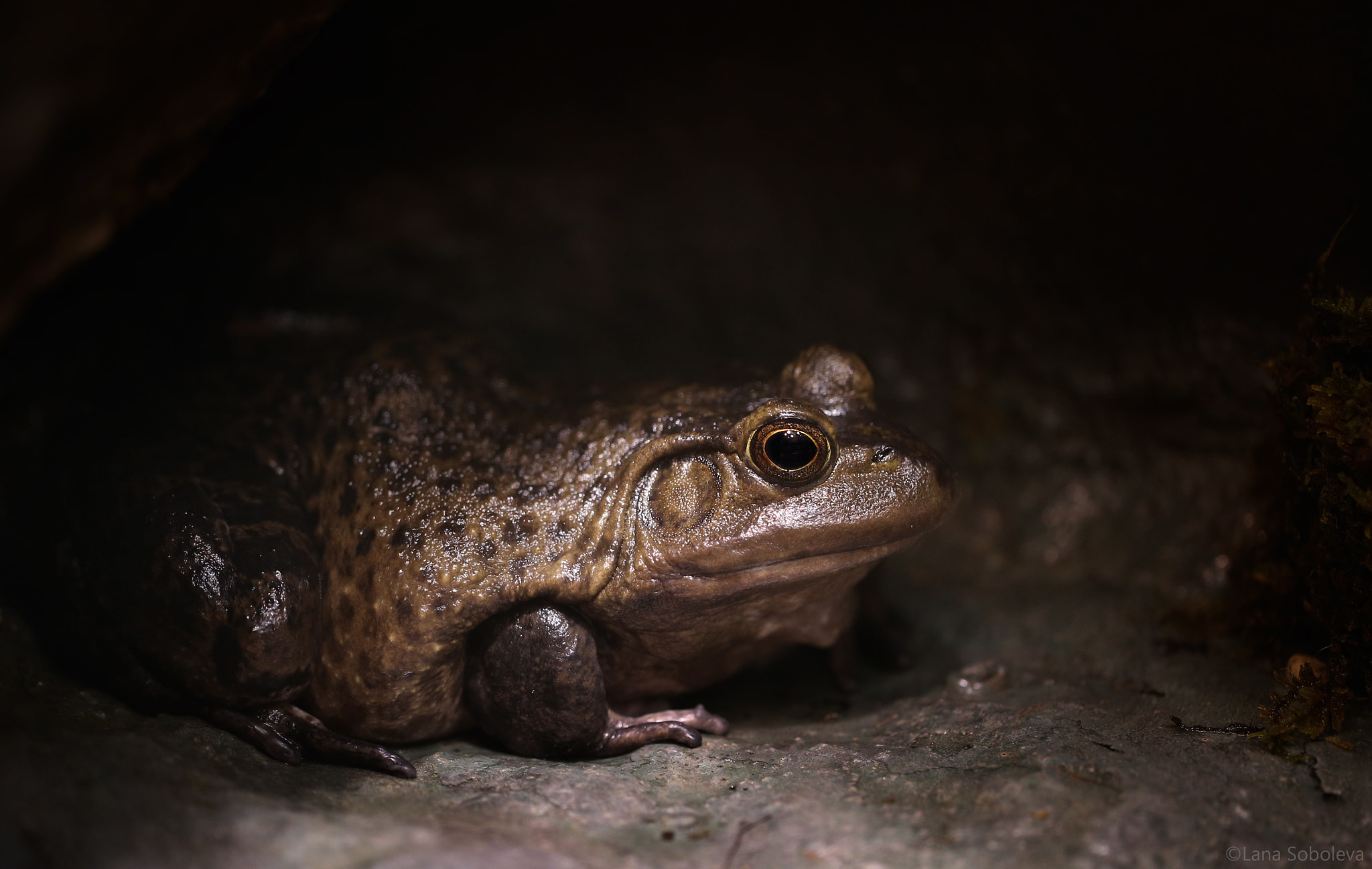 Canon EF 100mm F2.8L Macro IS USM sample photo. Bullfrog photography