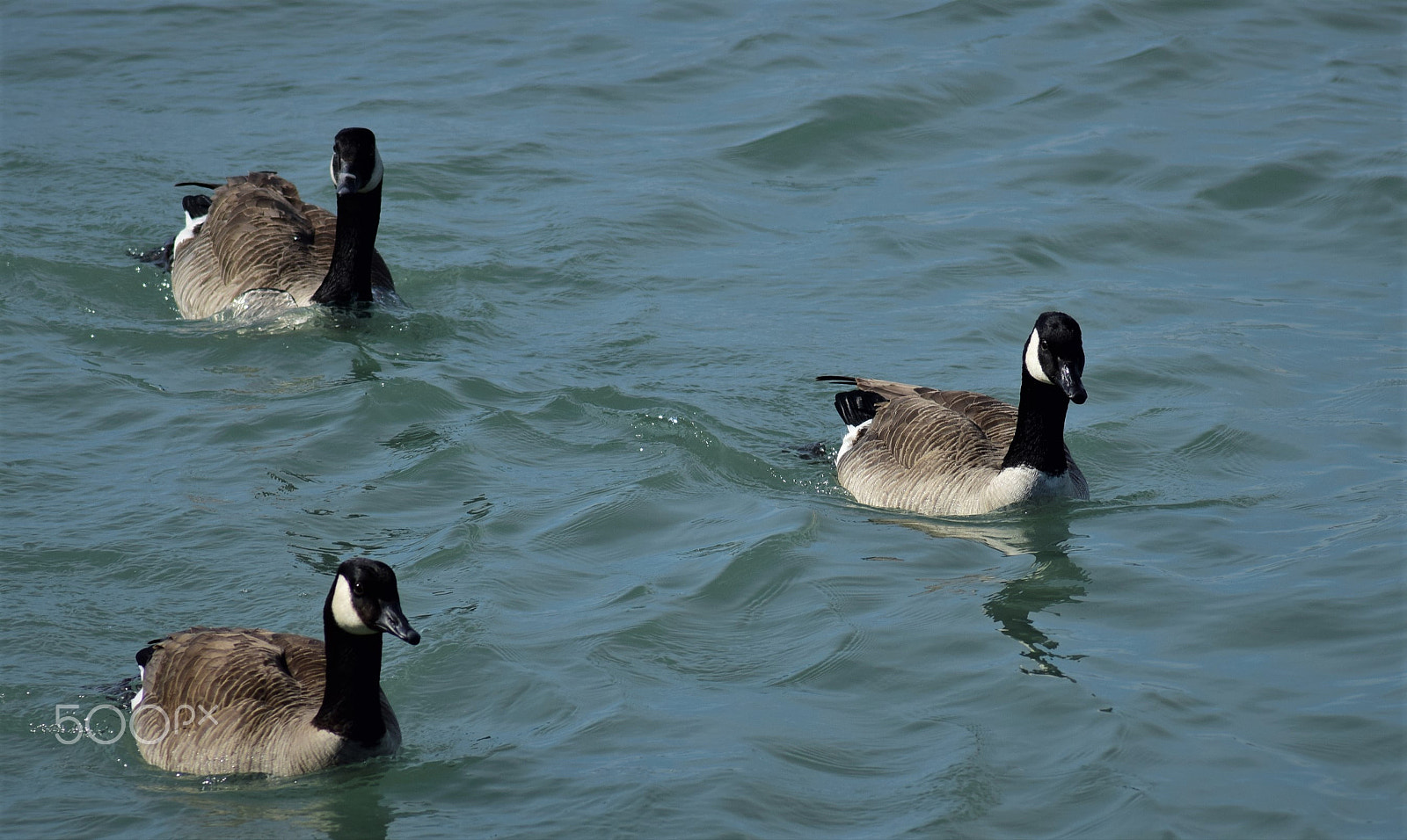 Tamron AF 70-300mm F4-5.6 Di LD Macro sample photo. Canada geese family photography