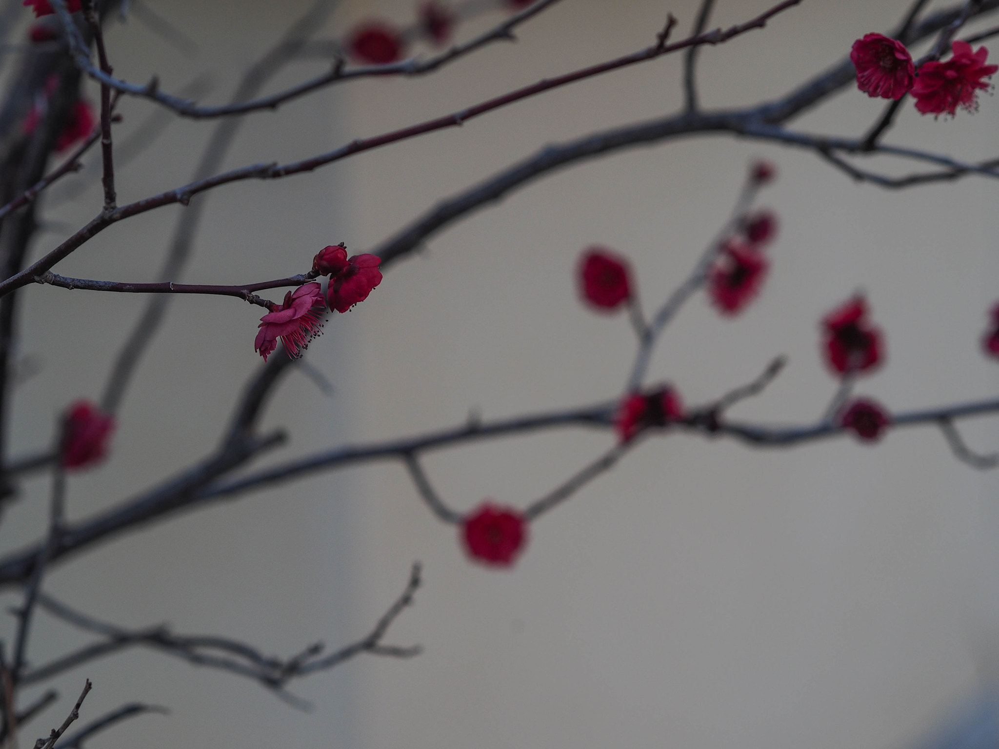 Olympus OM-D E-M1 + Olympus M.Zuiko Digital 45mm F1.8 sample photo. Red on the branches photography