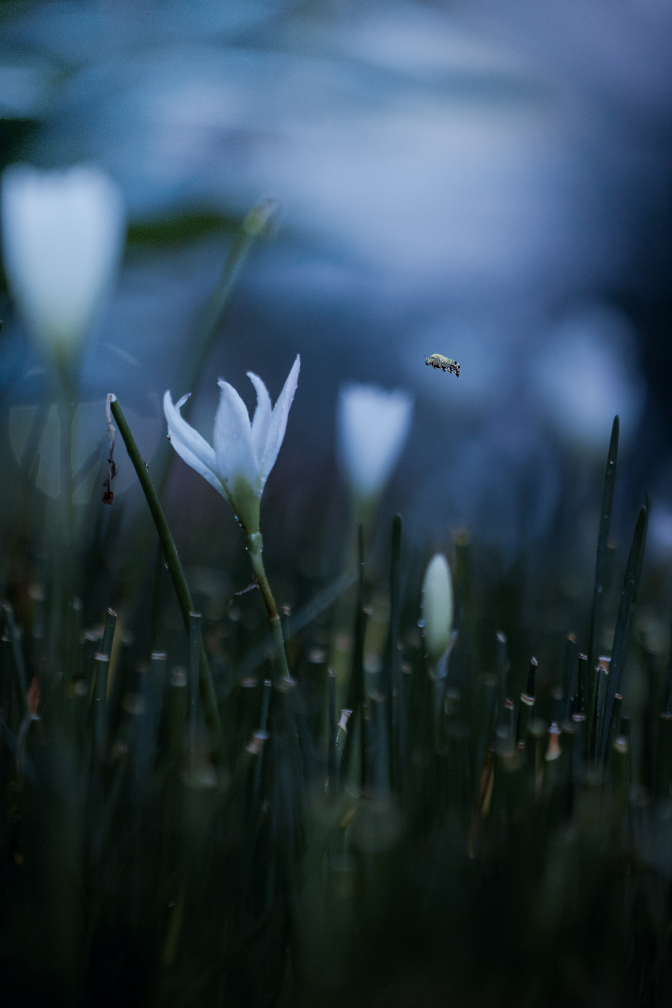 Canon EF 100mm F2.8L Macro IS USM sample photo. F l y photography