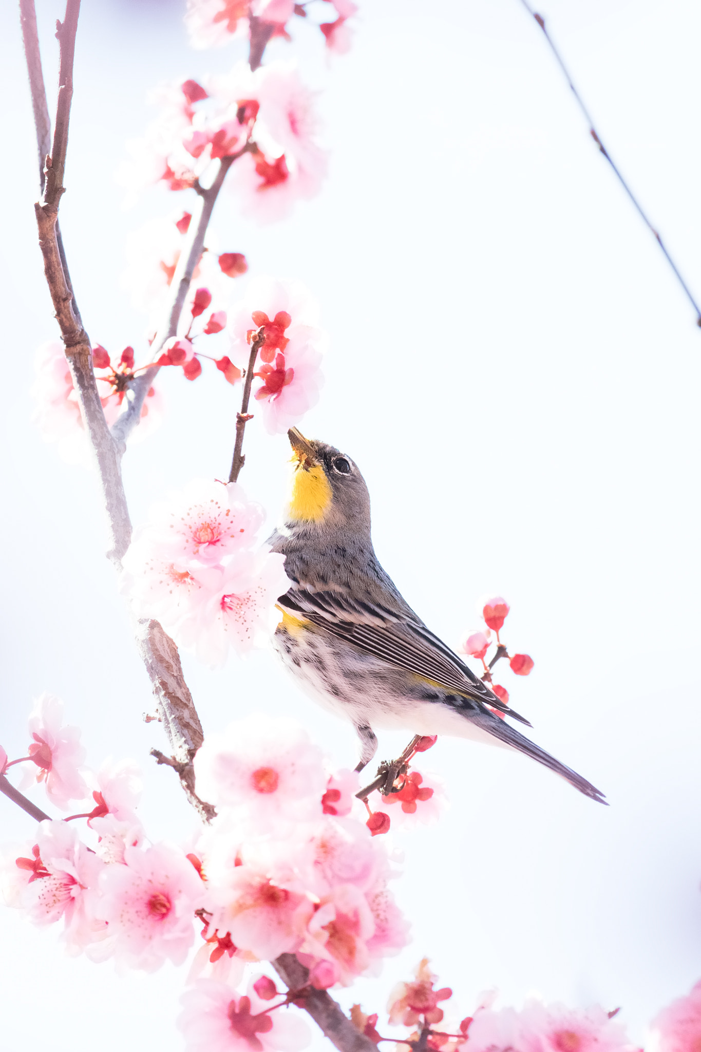 Canon EF 300mm F2.8L IS II USM sample photo. A bird in the spring photography