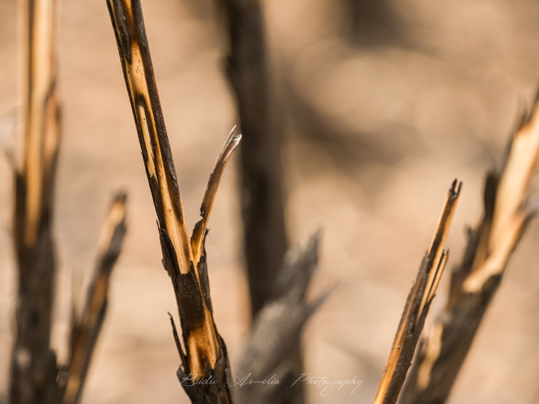 Panasonic Lumix DMC-G2 sample photo. After the fire photography