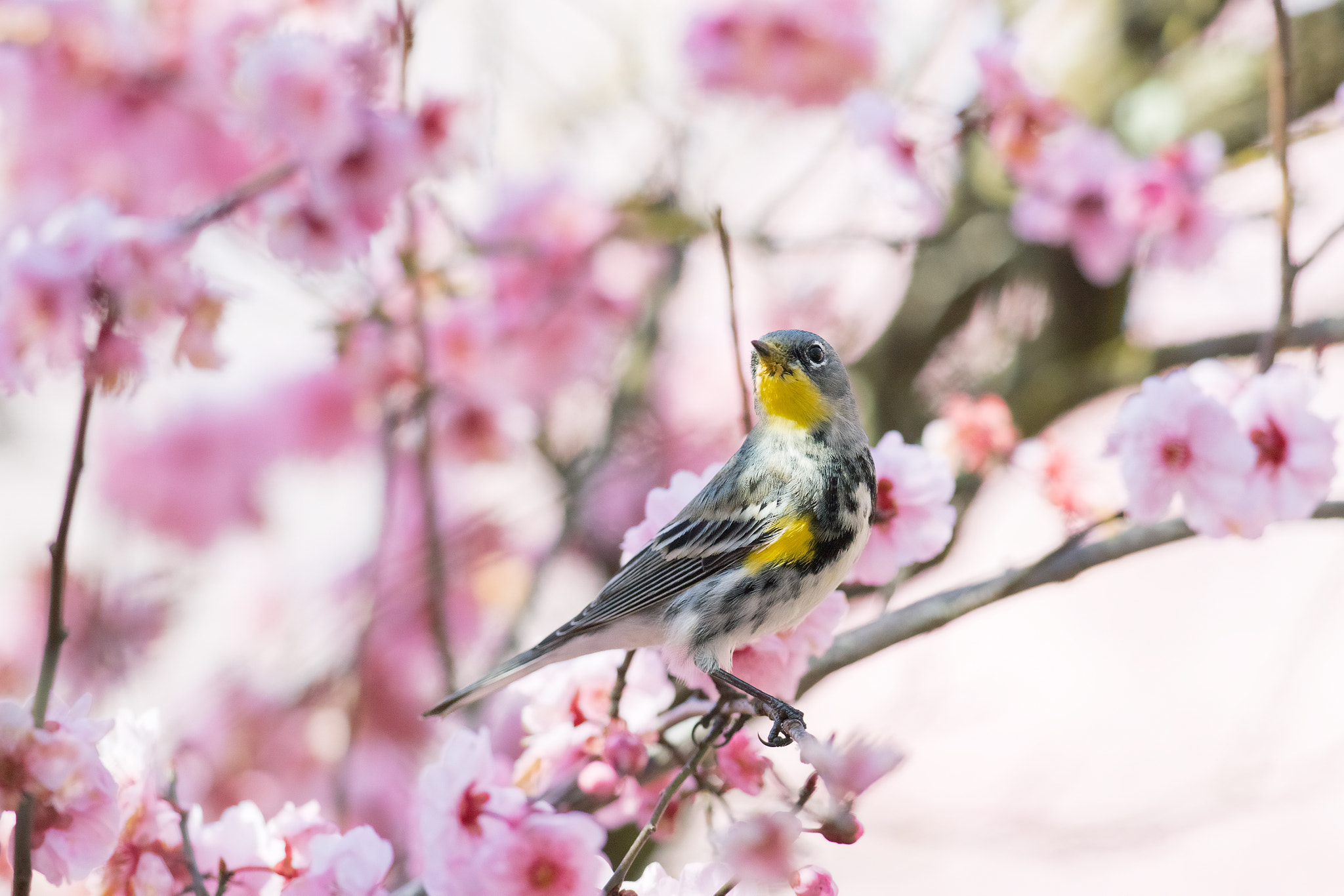 Canon EOS 7D Mark II + Canon EF 300mm F2.8L IS II USM sample photo. Spring in ca photography