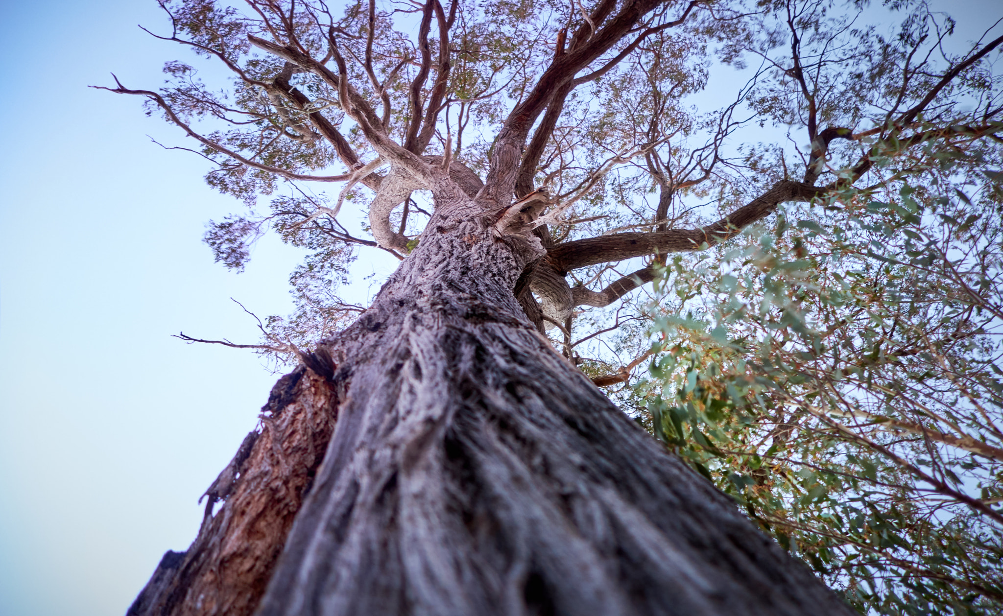 Sony Cyber-shot DSC-RX100 sample photo. The tree photography