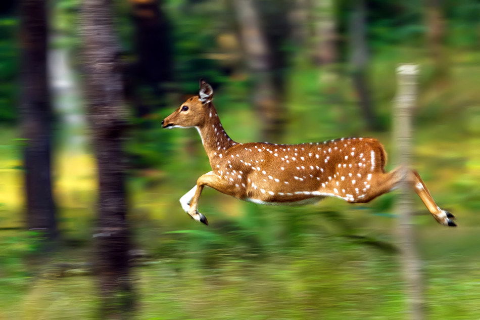 Caught in the act by Nitin Prabhudesai on 500px.com