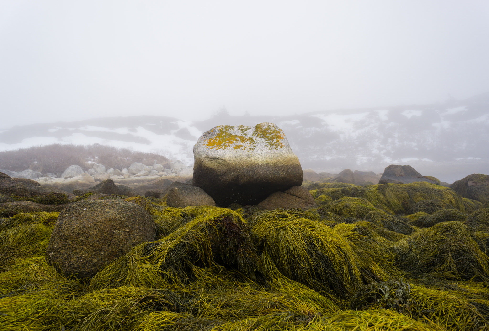 Sony a6000 sample photo. Fog, seaweed and rocks  photography