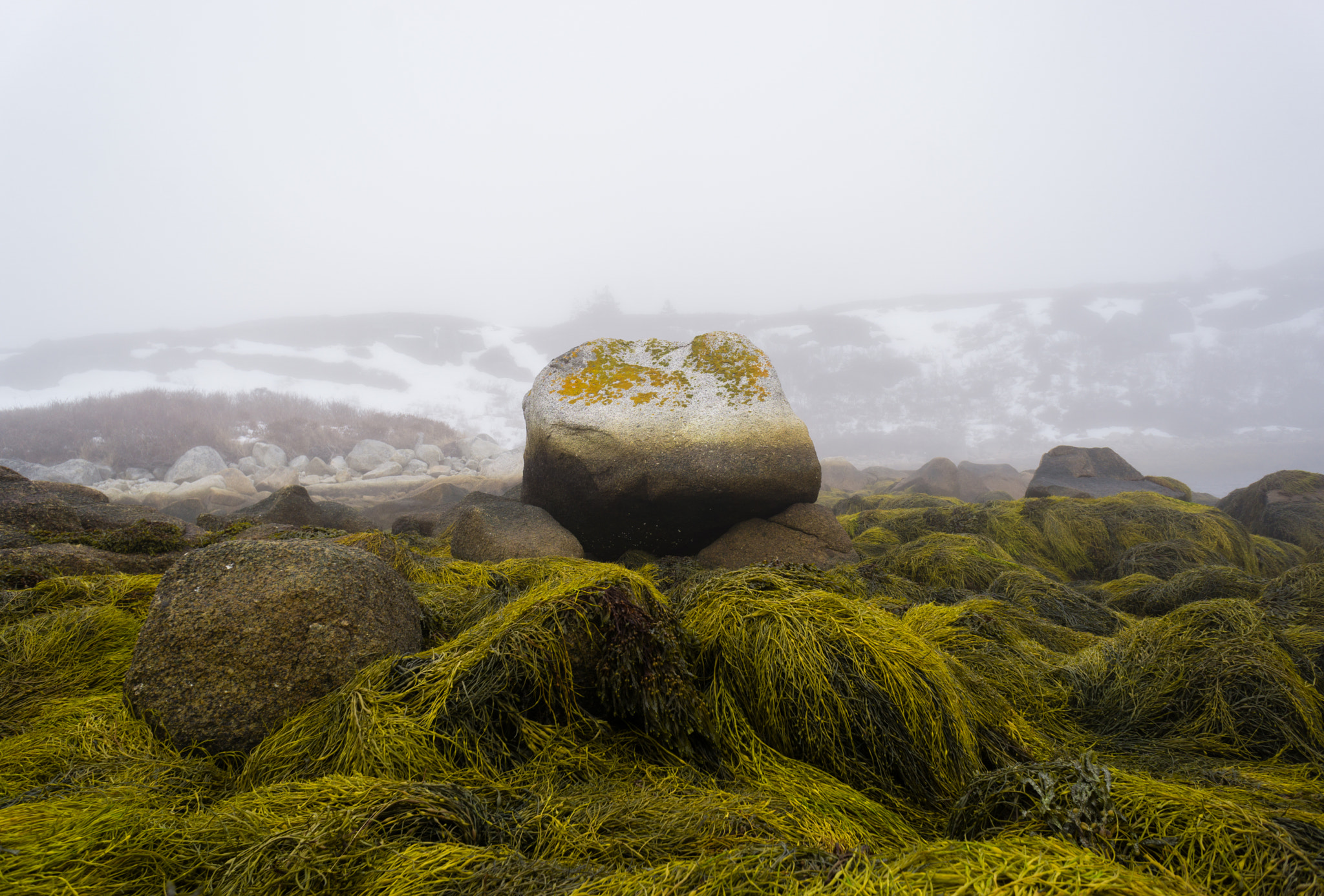 Sony a6000 + Sony E 16mm F2.8 sample photo. Fog, seaweed and rocks  photography